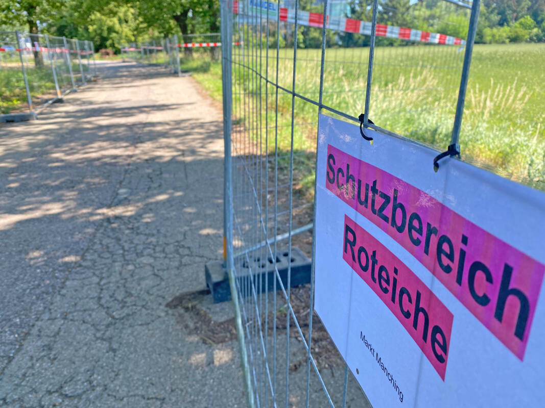 Schutz der Baumallee am Flugplatz hat hohe Priorität